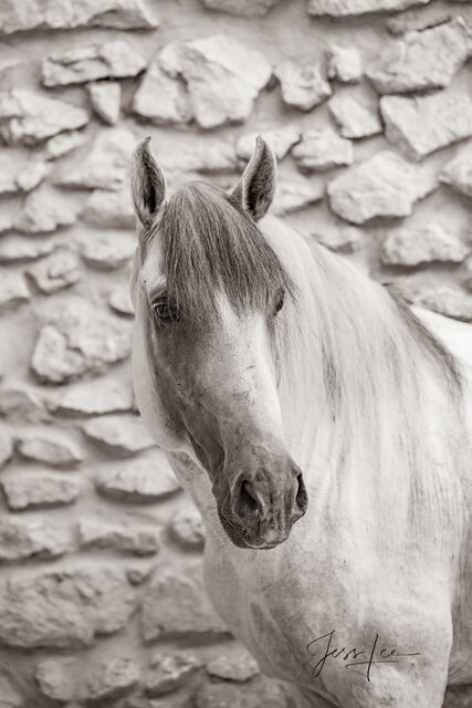 Horses of Camargue, Provence France 8