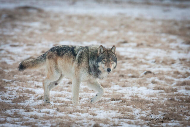 Fine Art Limited Edition Print of a Yellowstone Wolf in Snow