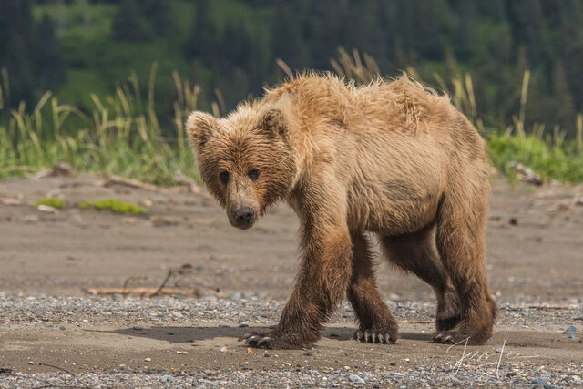 Picture of a Grizzly Bear, Limited Edition Fine Art Photography Print From Jess Lee"s Bear Photo Gallery