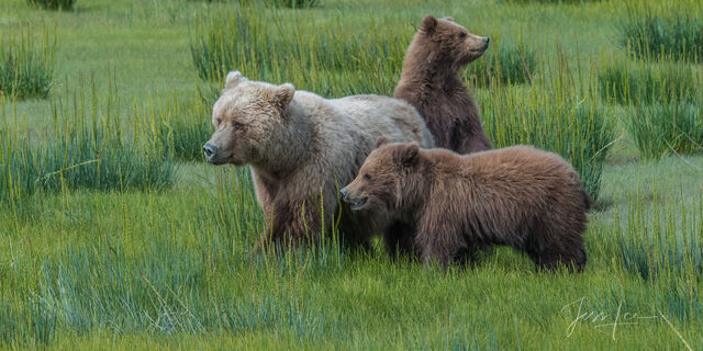 Grizzly Bear Family #2 Photo