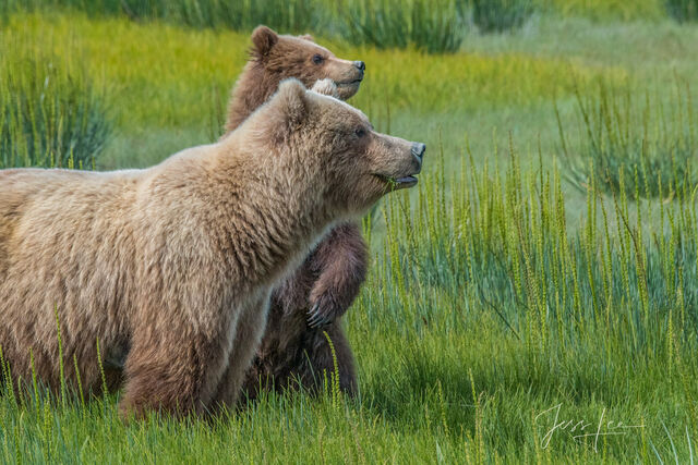 Picture of a Grizzly Bear, Limited Edition Fine Art Photography Print From Jess Lee"s Bear Photo Gallery