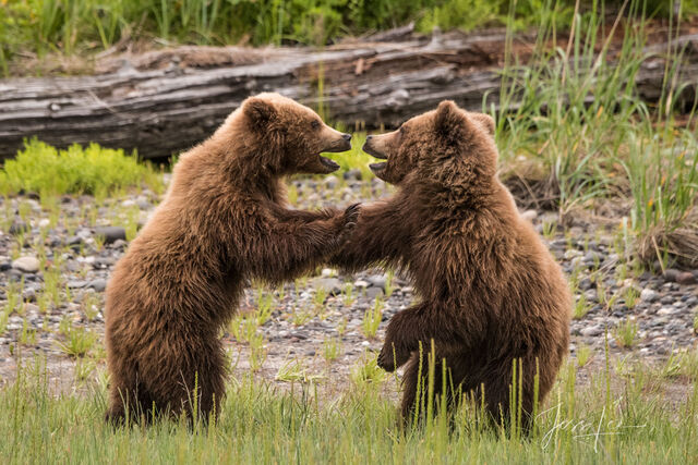 Grizzly Bear Cubs Standing and playingPhoto