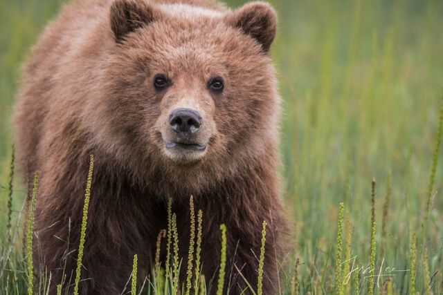 Picture of a Grizzly Bear, Limited Edition Fine Art Photography Print From Jess Lee"s Bear Photo Gallery