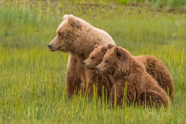 Picture of a Grizzly Bear, Limited Edition Fine Art Photography Print From Jess Lee"s Bear Photo Gallery