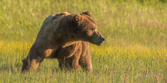 Picture of a Grizzly Bear, Limited Edition Fine Art Photography Print From Jess Lee"s Bear Photo Gallery