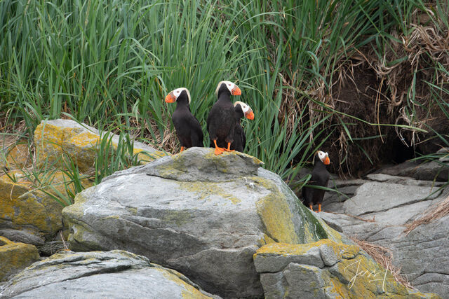 Puffin Photo