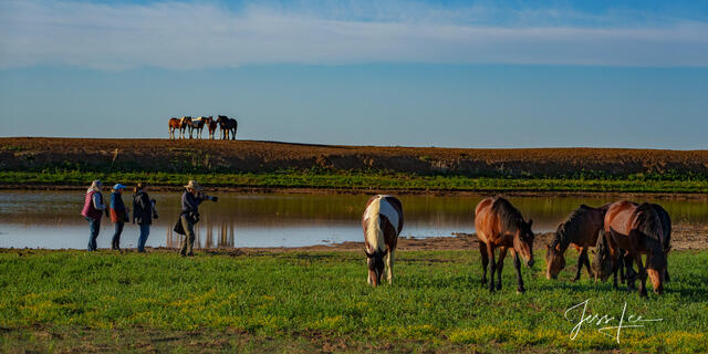 Herds