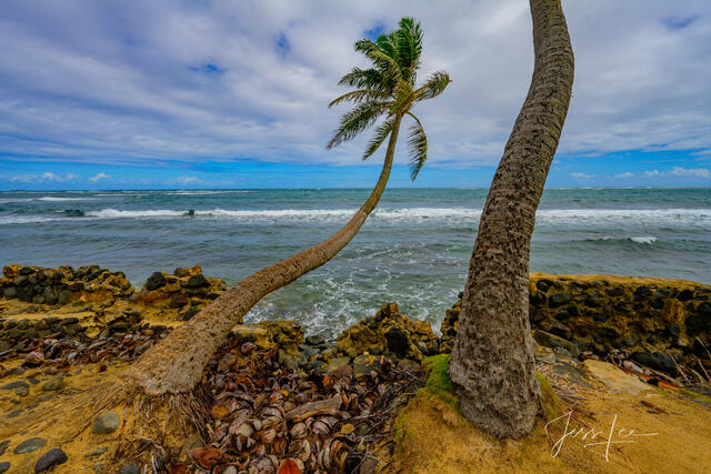 Palm tree growing up