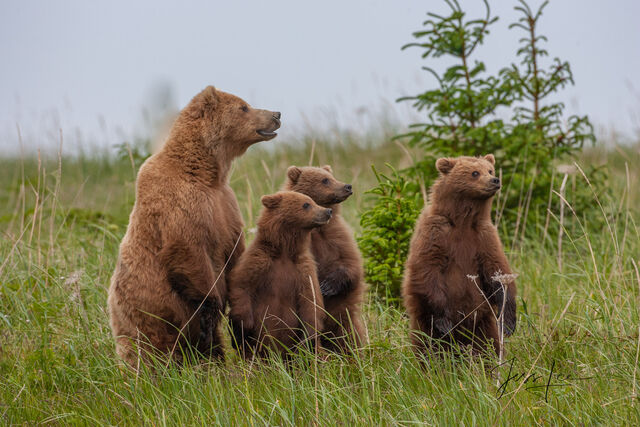 Picture of a Grizzly Bear, Limited Edition Fine Art Photography Print From Jess Lee"s Bear Photo Gallery