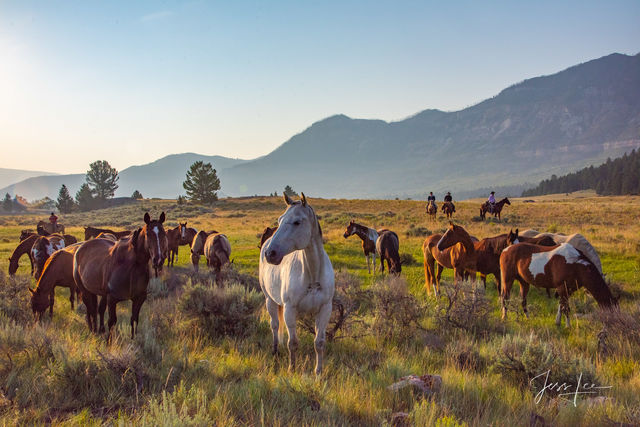 Saddle horses grazing before the roundup