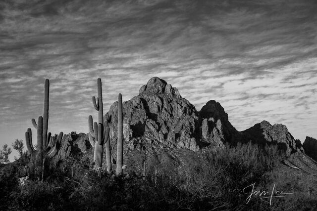 Ironwood National Monument black and white and Desert Photo Print