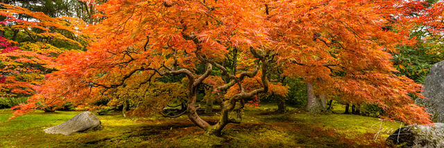 Outreach Japanese Maple