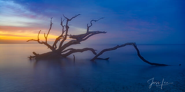 Ocean and dead trees at sunrise
