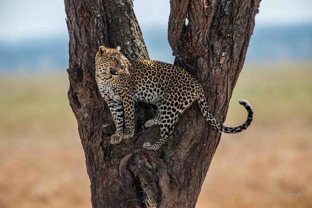 Leopard Hunting from  a tree