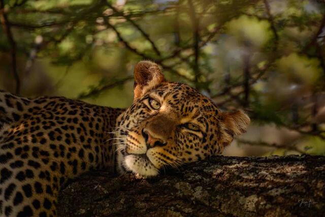 Nap Time for this Leopard