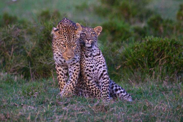 Cub Love Leopards