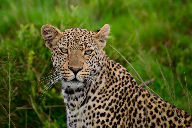 Pretty Kitty - Leopard