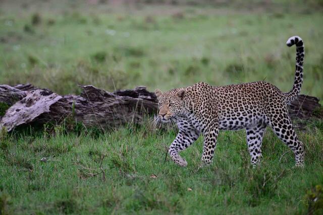 Stalking in the Grass