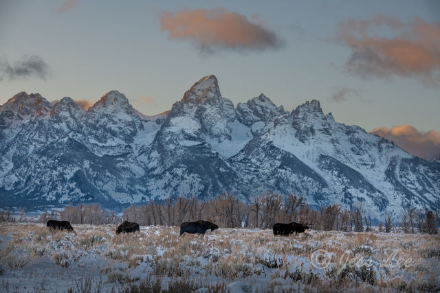 Grand Teton National Park Photo of moose in winter.