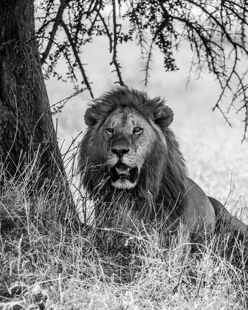 Male Lion in the Shade of a Tree