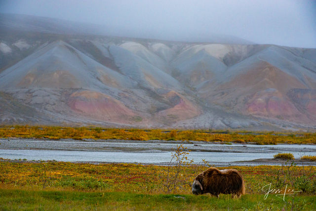 A lone musk ox stands in an open field in Alaska's arctic tundra 