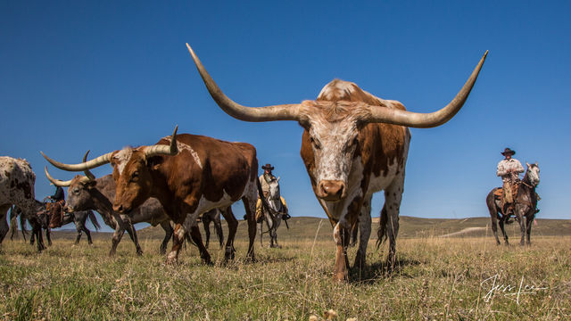 Howdy | Longhorn coming to get his picture taken! 