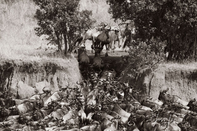 Mara River Migration