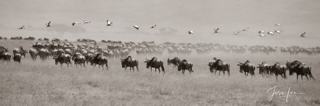 Migration of Wildebeest 