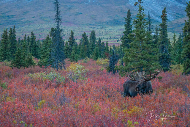 Big Moose, Autumn in big country