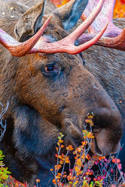 Close up shot of a moose gathering food in Denali 