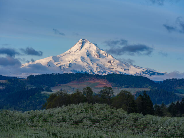 Mt. Hood Spring 