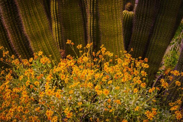 An Organ Pipe Cactus N.M. photo fine art print of beautiful Photography and Pictures in large format museum-quality Acrylic or metal wall art