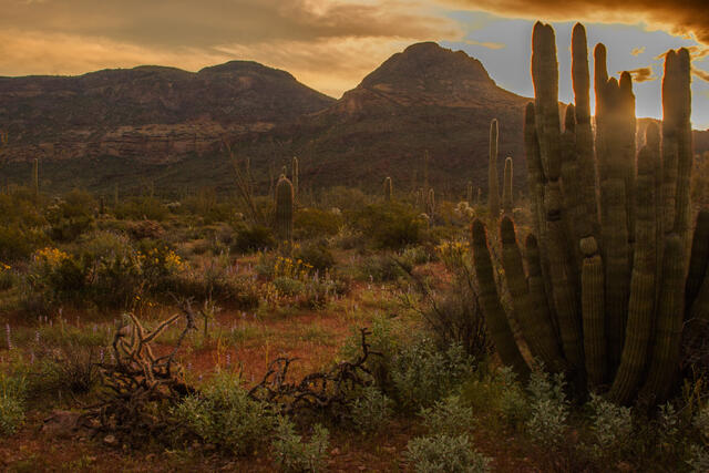 An Organ Pipe Cactus N.M. photo fine art print of beautiful Photography and Pictures in large format museum-quality Acrylic or metal wall art