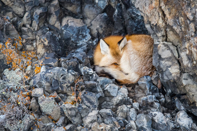 Yellowstone Red Fox in its den.