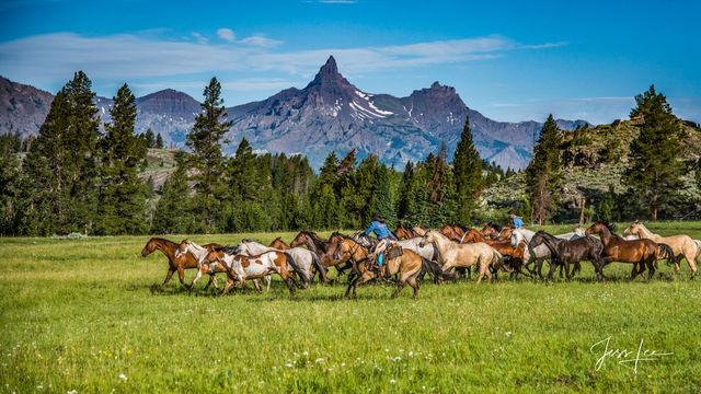 Pilot Peak Horse Herd 