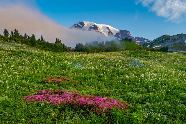 Mount Rainer Photograph Fine Art Print of summer blue color flowers and snow capped mountain photo.