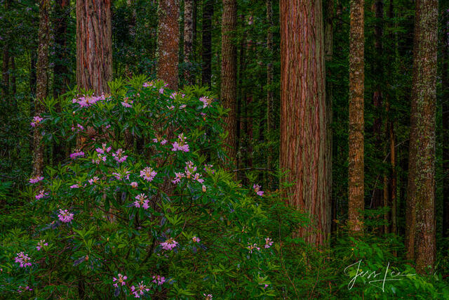 Rhododendrons and redwoods in the Redwood Forest.