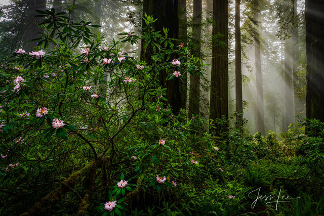 Tree Photography Print Redwood Forest.