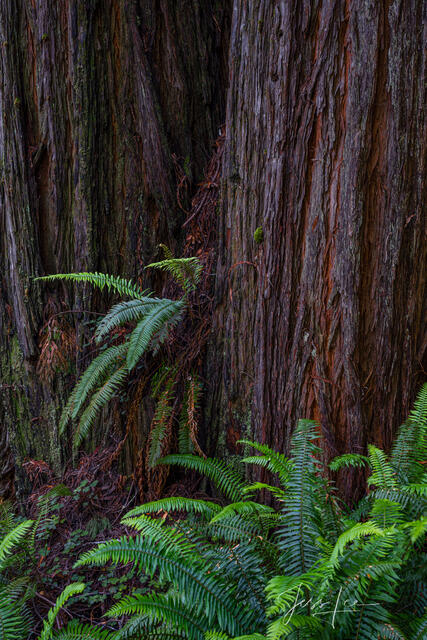Ferns and redwoods in the Redwood Forest.