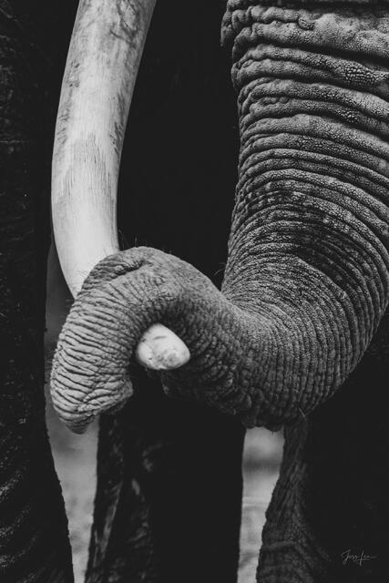 Elephant Photography Print trunk