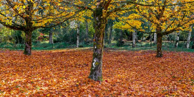 Autumn Maples