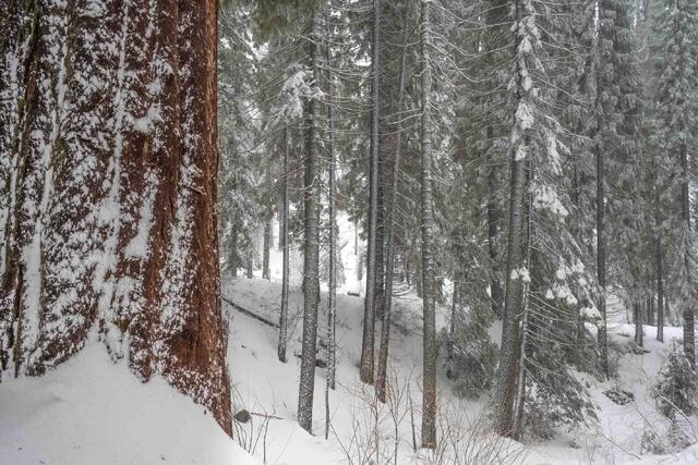 Sequoia Guardian 