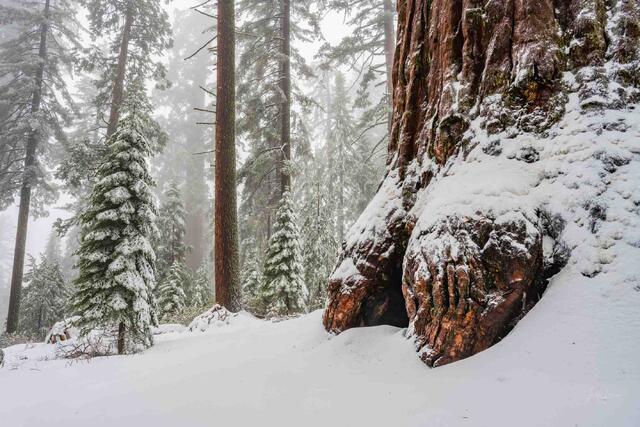 Sequoia' Little Brother