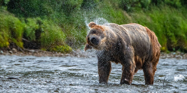 Brown bear shaking off water while fishing at Katmai National Park in Alaska. 