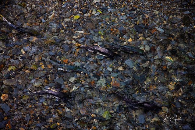 Salmon spawning in an Alaskan stream. 