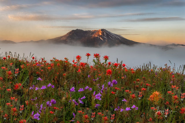 Mountain Rebirth 