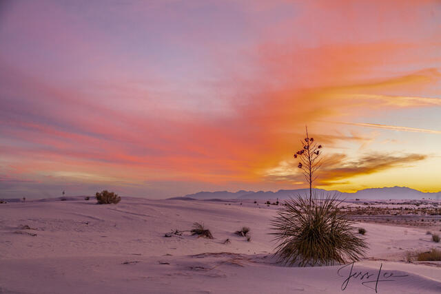Yucca sunrise Desert Picture.