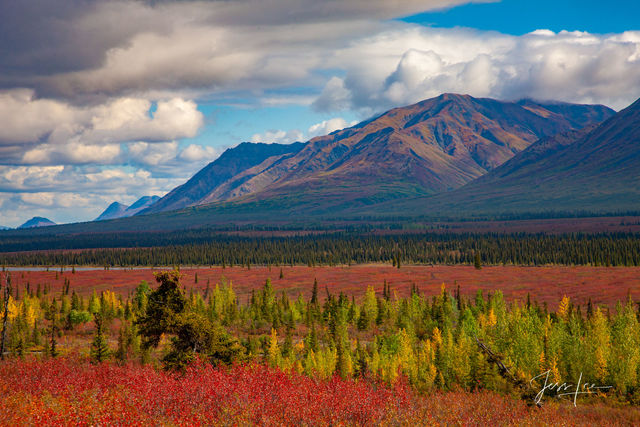 Talkeetna Hills in Alaska turning autumn colors. 