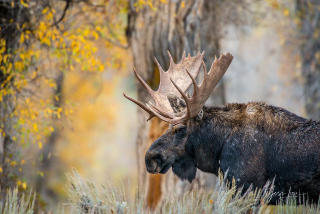 Grand Teton National Park Bull Moose Photography Print