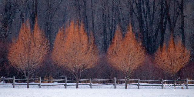 Grand Teton National Park Photography Print of winter trees